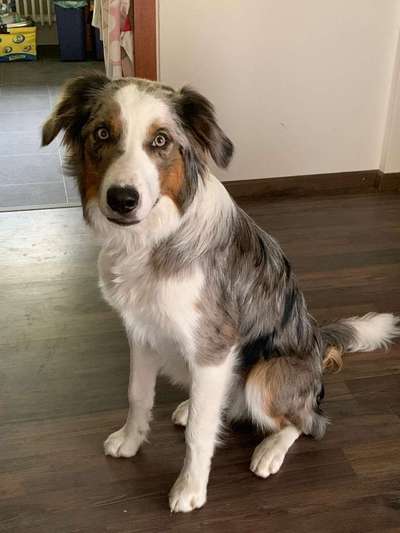 Warum hat euer Hund den Namen den er hat?-Beitrag-Bild