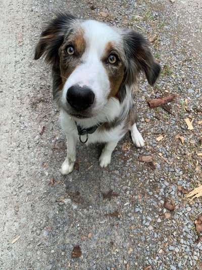 Foto's und Hundemodels-Beitrag-Bild