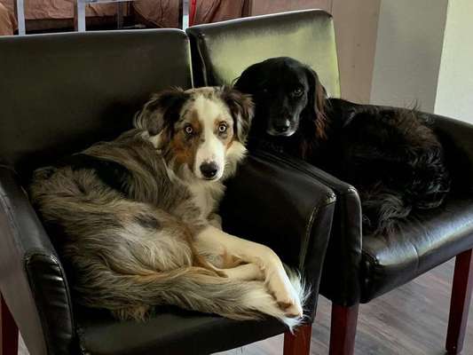 Bester Freund, Hundekumpel - zeigt her!-Beitrag-Bild