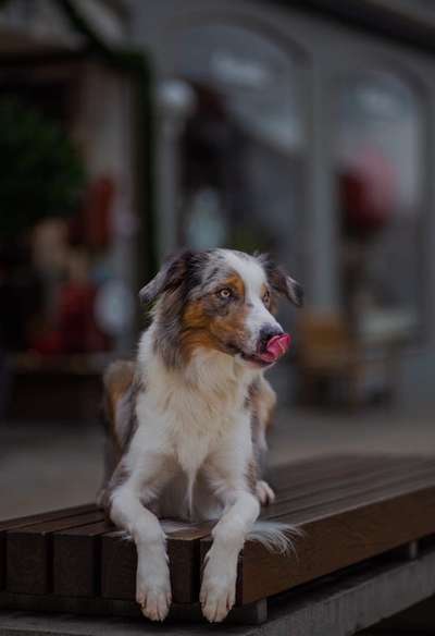 Gibt's hier noch mehr Border Collies???-Beitrag-Bild