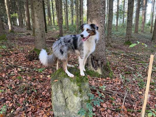 Spiel-Challenge: Beschreibe deinen Hund mit 3 Eomjis-Beitrag-Bild