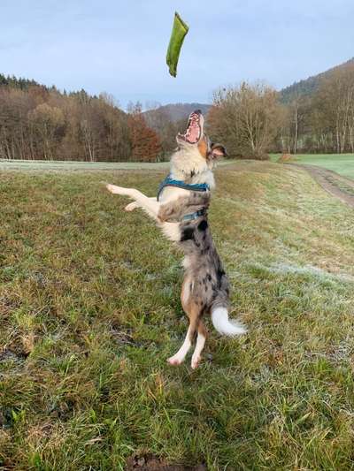 Challenge Nr. 16         Dynamik - Dein Hund in Bewegung-Beitrag-Bild