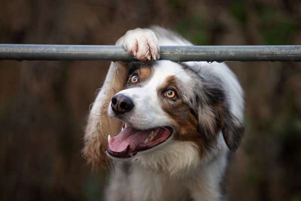 Wie kamt ihr auf die Rasse eures Hundes?-Beitrag-Bild