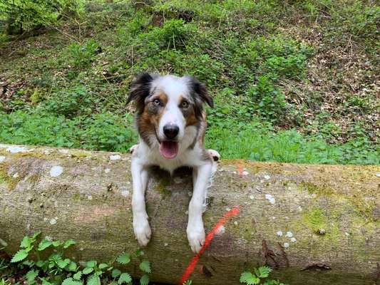 Gibt's hier noch mehr Border Collies???-Beitrag-Bild