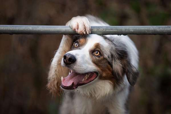 Gibt's hier noch mehr Border Collies???-Beitrag-Bild
