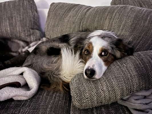 Vorurteile gegenüber Border Collie's-Beitrag-Bild