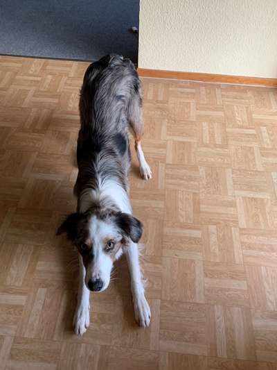 Hund "Down Dog" auf Kommando beibringen-Beitrag-Bild