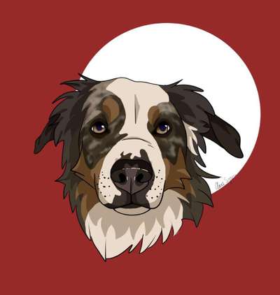 Hundebilder-Beitrag-Bild