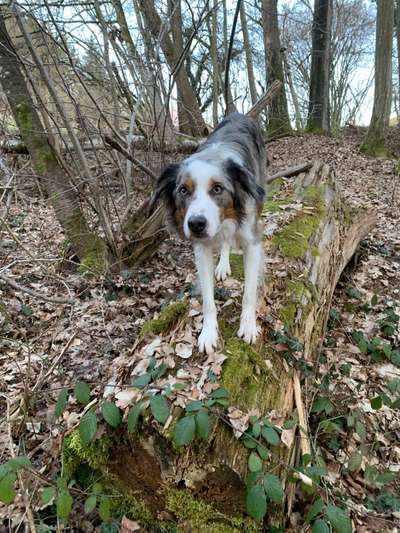 Rassenspezifische Farbbezeichnungen.... was ist euer Hund ? -)-Beitrag-Bild