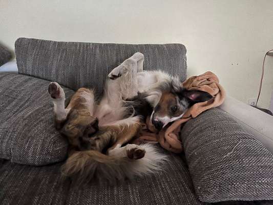 Zeigt mal eure border Collies :)-Beitrag-Bild