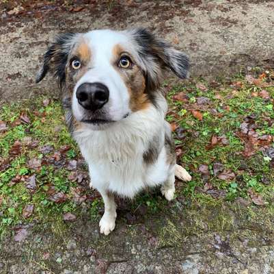Schäferhund-Fans?-Beitrag-Bild