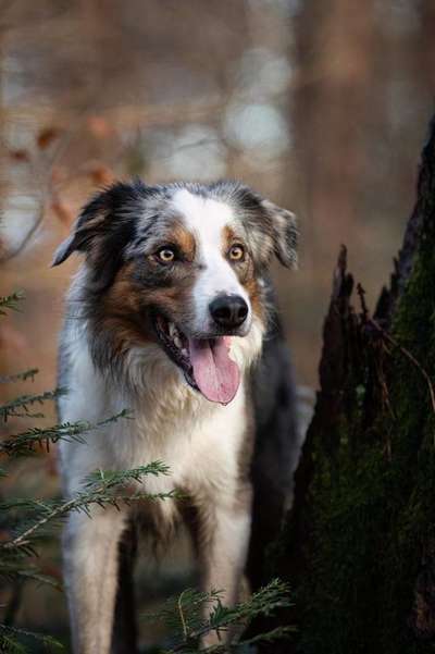 Gibt's hier noch mehr Border Collies???-Beitrag-Bild