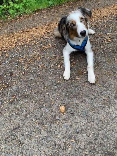 Zeigt mal die schönsten Bilder von euren Hunden !-Beitrag-Bild