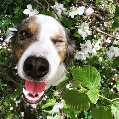 Fotochallange 63: "Dein blühendes Hündchen"-Beitrag-Bild