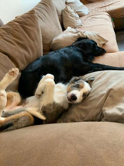 Die Dogorama Wochen Challenge-Beitrag-Bild