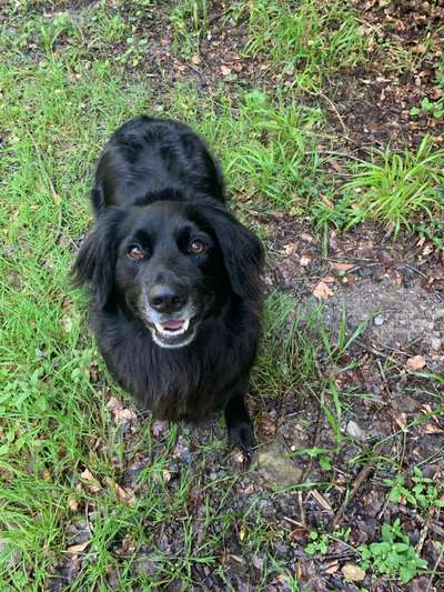 Mischlingshunde Foto Aufruf-Beitrag-Bild