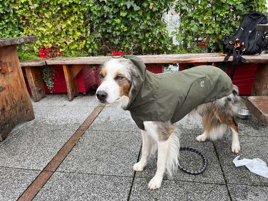 Winddichte und Wasserabweisende Hundemäntel gesucht-Beitrag-Bild