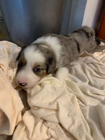 Welpen Bilder !-Beitrag-Bild