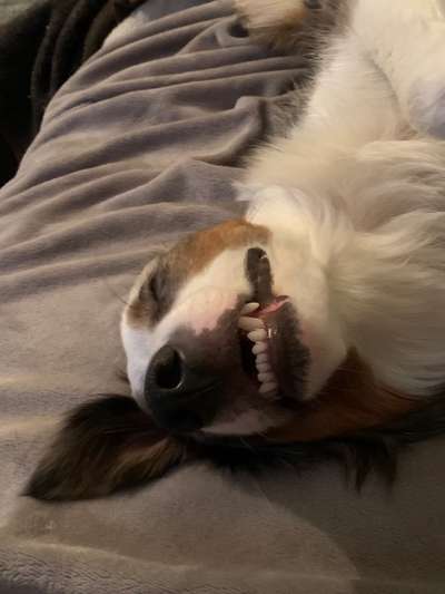 Zeigt eure verrücktesten Hundebilder-Beitrag-Bild