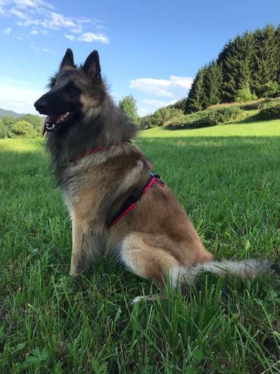 Schäferhund-Fans?-Beitrag-Bild