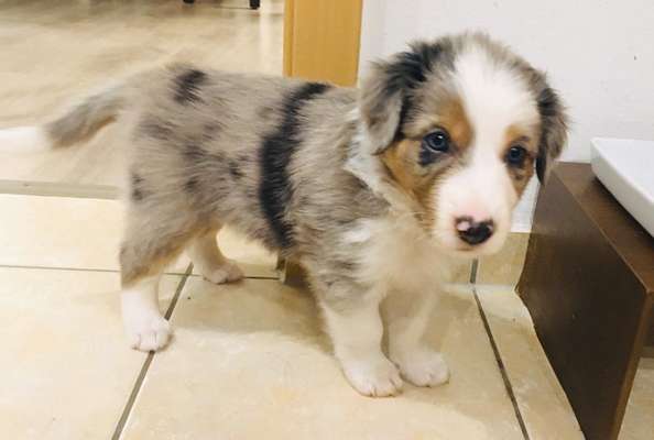 Als Welpen sind sie alle noch süßer-Beitrag-Bild