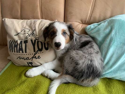 Lustige Merkmale am Hund - Fellzeichnungen :)-Beitrag-Bild