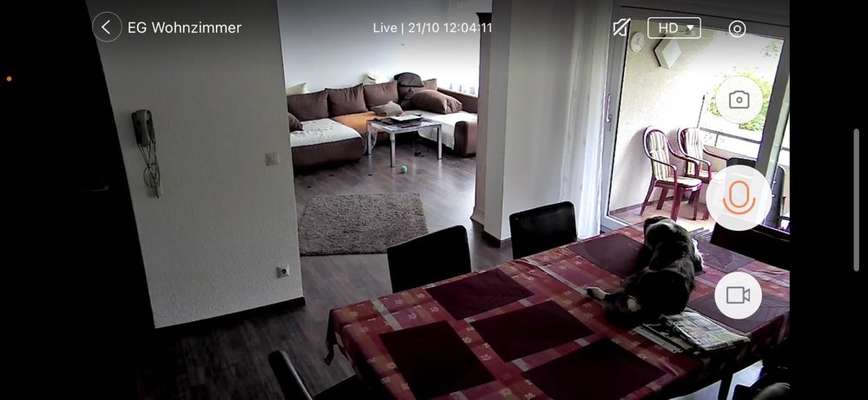 Wie lange sollte ein Hund alleine bleiben?-Beitrag-Bild