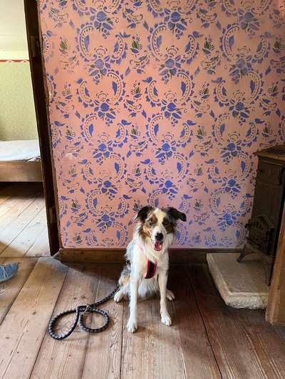 Gibt's hier noch mehr Border Collies???-Beitrag-Bild