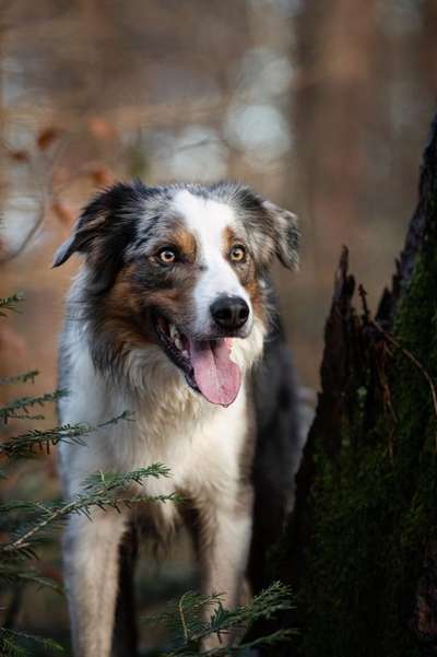 eure Spitznamen für die Vierbeiner-Beitrag-Bild