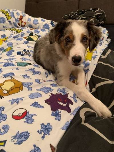 Darf der Hund bei Euch im Bett schlafen?-Beitrag-Bild