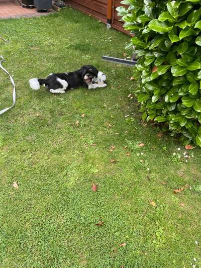 Hundetreffen-Gassi gehen und Spielkameraden für Jack-Bild