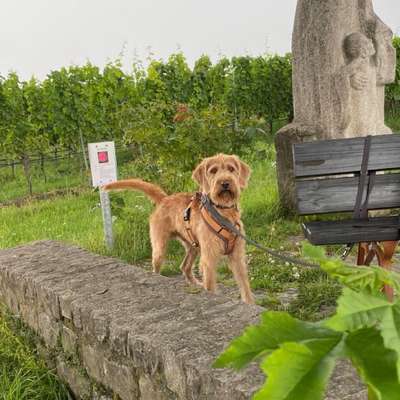 Hundetreffen-Spazieren/Spielen/Training-Bild