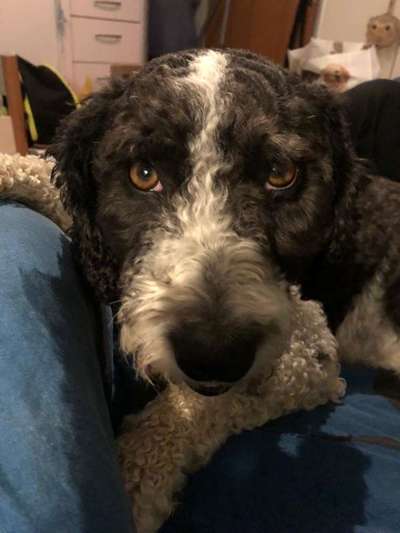 Dogorama Photo Challenge- Aufmerksamkeit bitte!-Beitrag-Bild