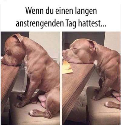Hunde Memes-Beitrag-Bild