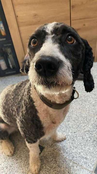 Seltene Rassen!-Beitrag-Bild