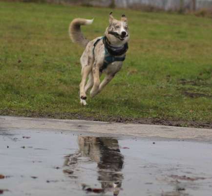 Postet das beste Foto von euren 4 beinern-Beitrag-Bild