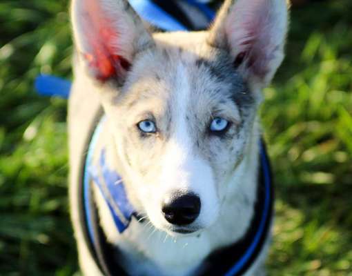 Fotochallange Nr. 57     PORTRÄT.   Beendet!!!!!!!!-Beitrag-Bild