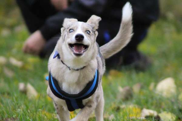 Fotochallenge 66 ~ Rennaction -Zeig deinen Hund im Lauf-Beitrag-Bild