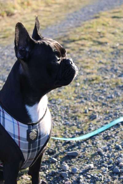 Foto's und Hundemodels-Beitrag-Bild