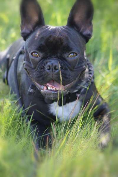 Foto's und Hundemodels-Beitrag-Bild