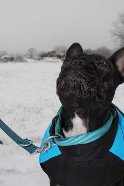 Foto's und Hundemodels-Beitrag-Bild