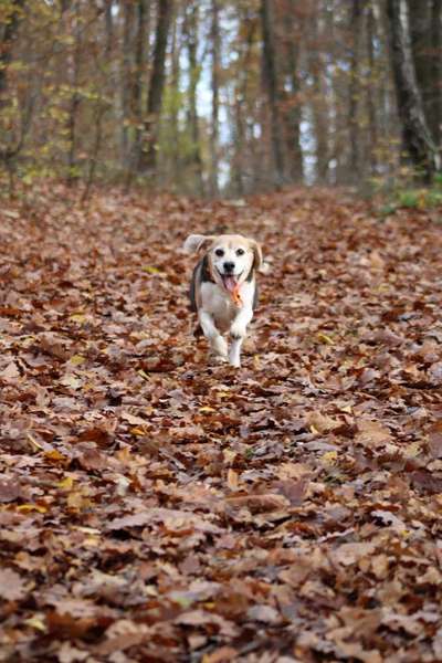 Foto's und Hundemodels-Beitrag-Bild