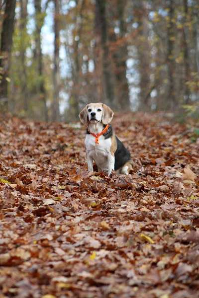 Foto's und Hundemodels-Beitrag-Bild