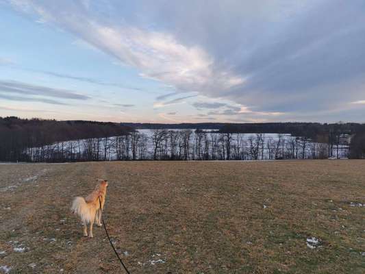 Hundetreffen-Gassi/Spielen am Dreifelder Weiher-Bild