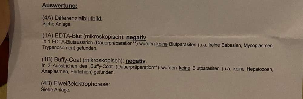 TierschutzhundeStammtisch🐕-Beitrag-Bild