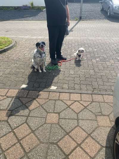 TierschutzhundeStammtisch🐕-Beitrag-Bild