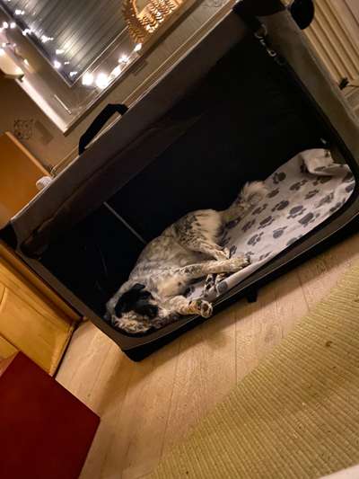 TierschutzhundeStammtisch🐕-Beitrag-Bild