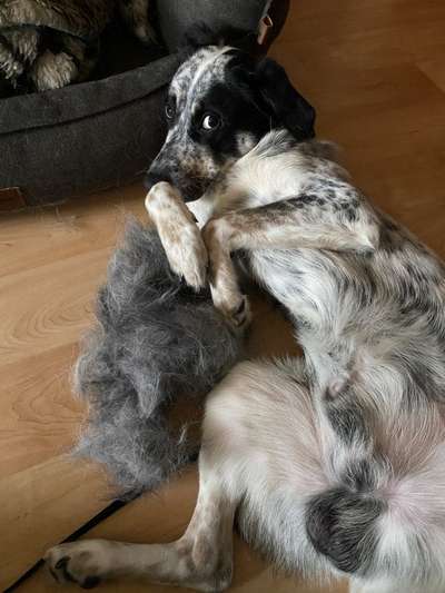 TierschutzhundeStammtisch🐕-Beitrag-Bild