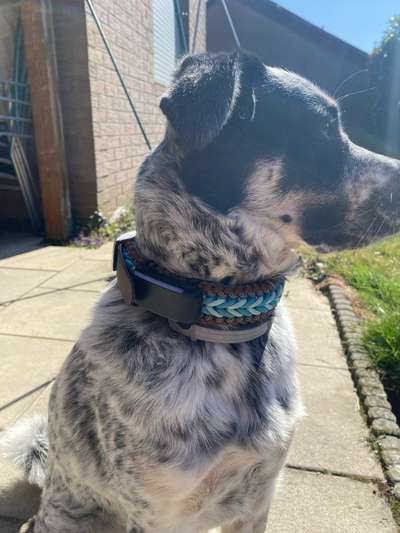 TierschutzhundeStammtisch🐕-Beitrag-Bild