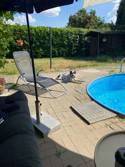 TierschutzhundeStammtisch🐕-Beitrag-Bild